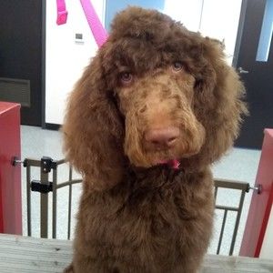 Meet your Posher, Danny